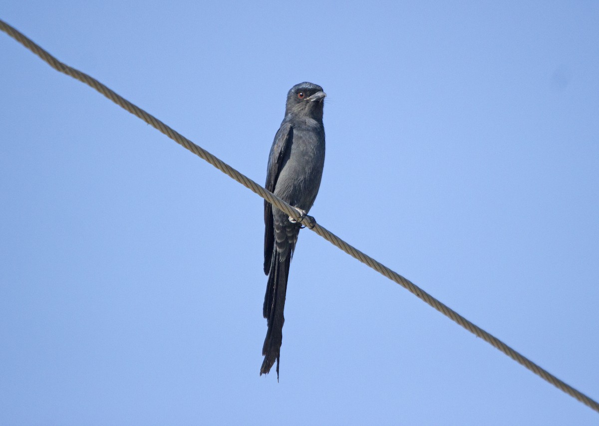 drongo kouřový - ML433097401