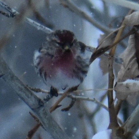 Common Redpoll - ML433099621