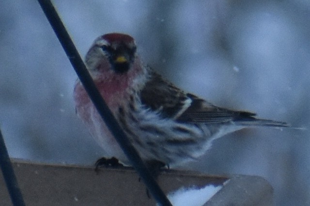 Common Redpoll - ML433099631