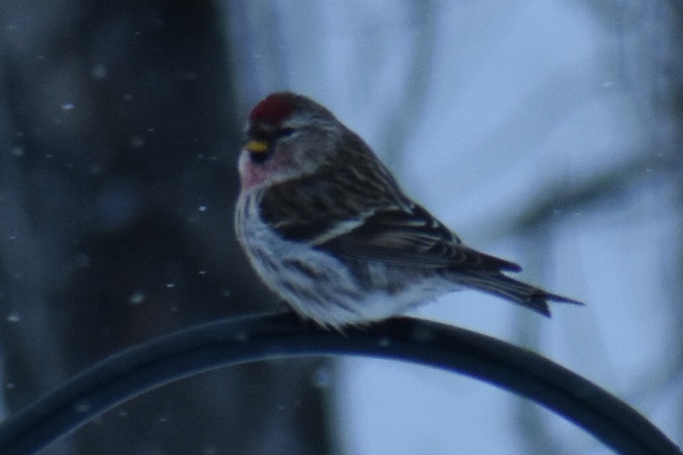 Redpoll (Common) - ML433099641