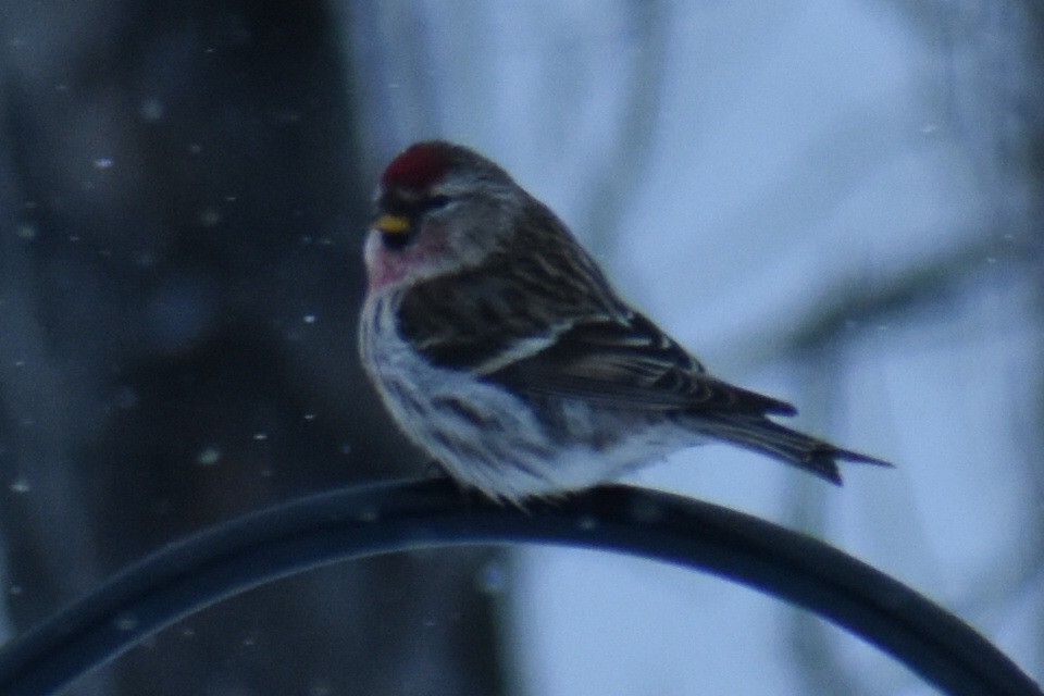 Common Redpoll - ML433099641