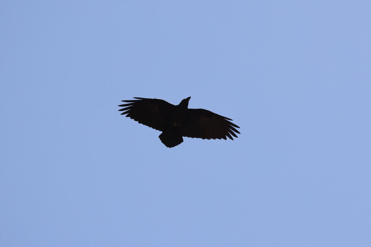 Fan-tailed Raven - ML433100971
