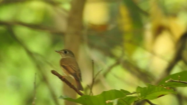 Brown-breasted Flycatcher - ML433102301