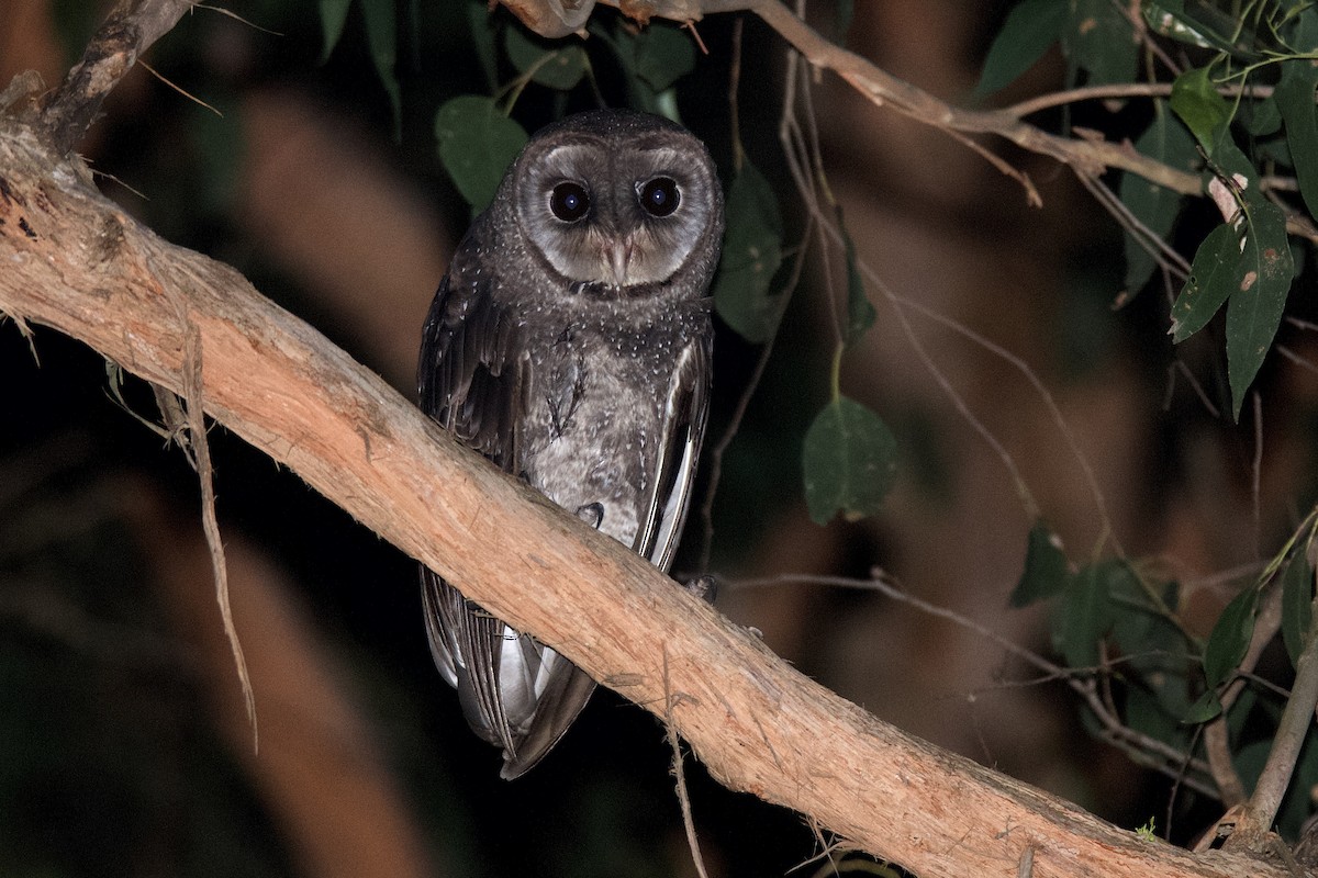 Sooty Owl - Peter Allen