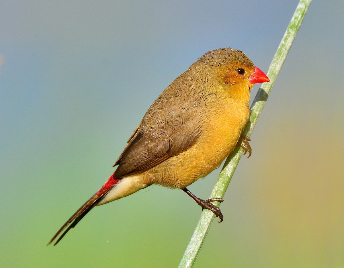 Fawn-breasted Waxbill (Abyssinian) - ML433103201