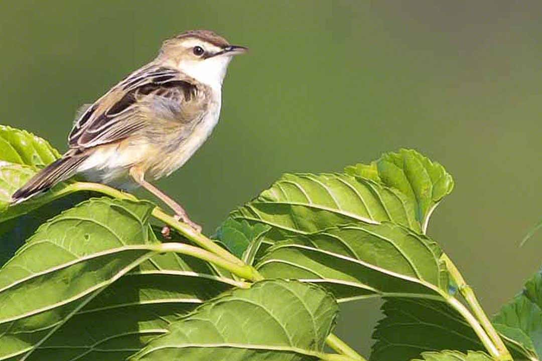 Zitting Cisticola - ML433103531