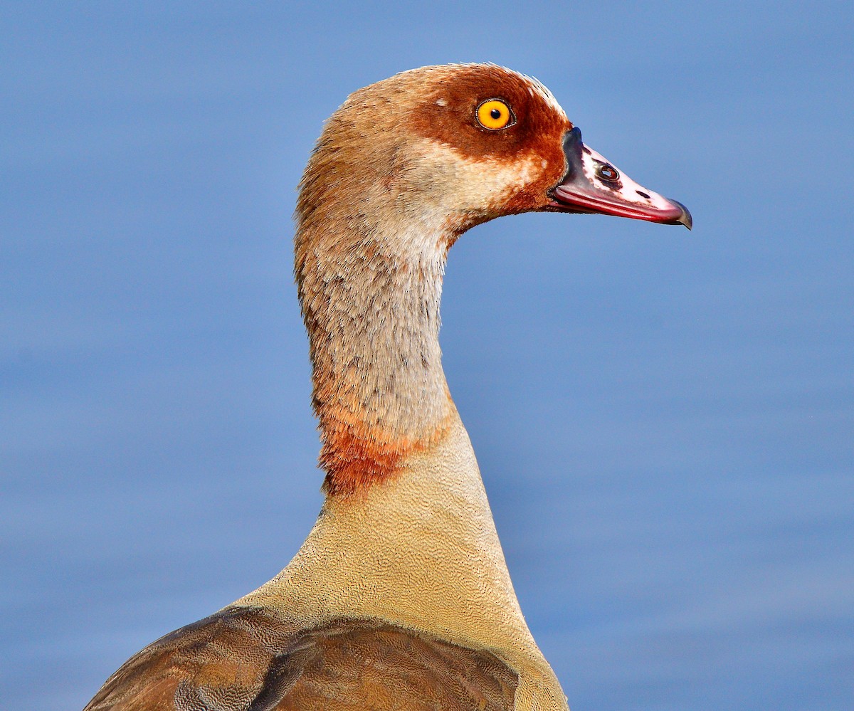 Egyptian Goose - Odd Helge Gilja