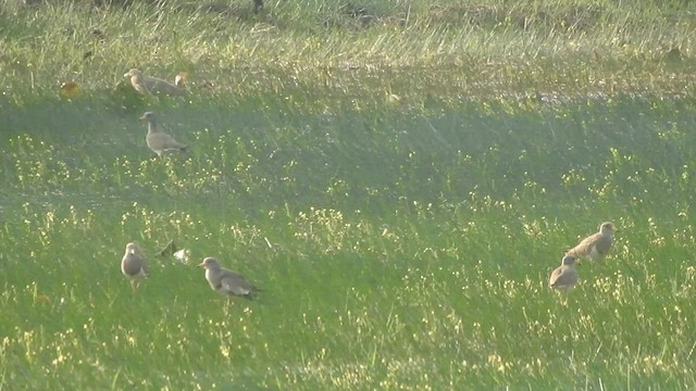 Gray-headed Lapwing - ML433104831