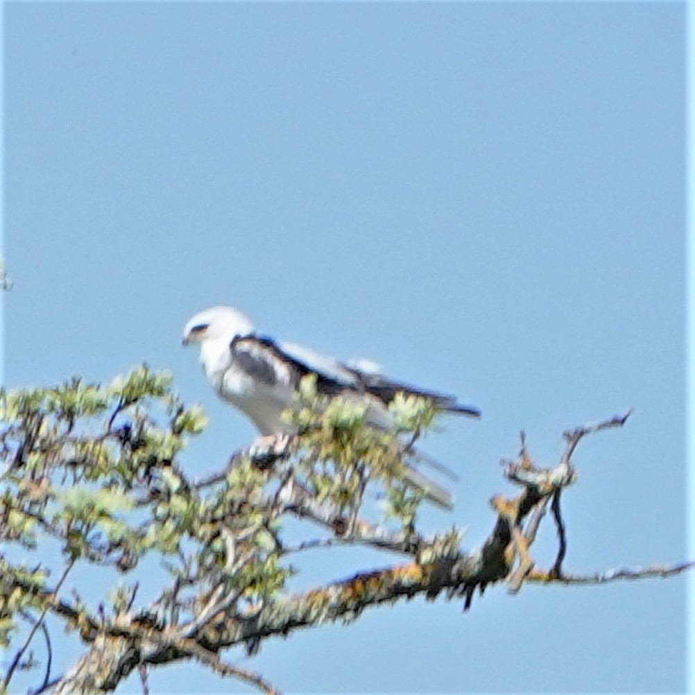 White-tailed Kite - ML433107401