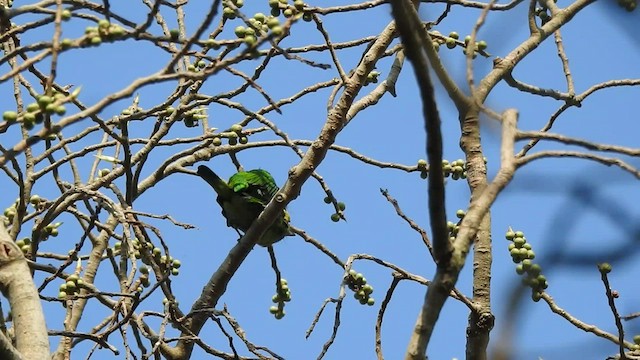 Mavi Kulaklı Barbet - ML433107901