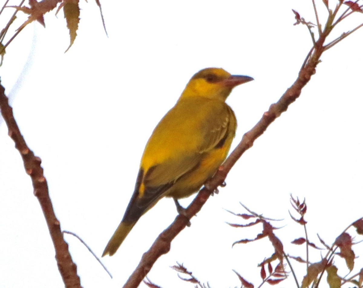 Black-naped Oriole - ML433108111