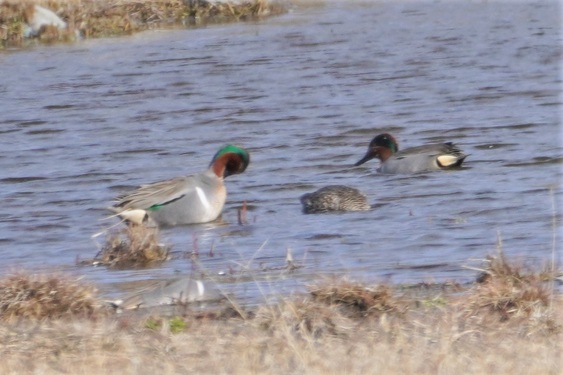 Green-winged Teal - ML433108881