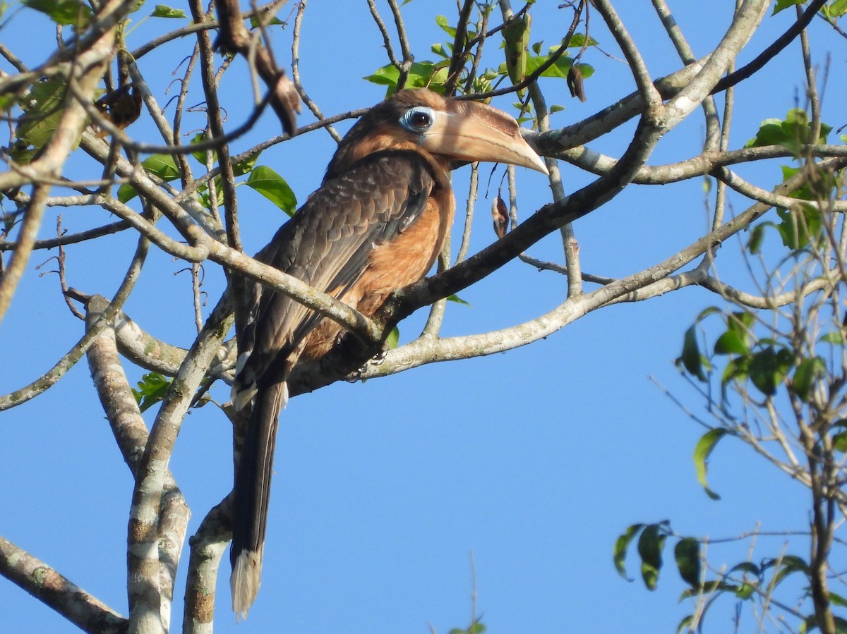 Rusty-cheeked Hornbill - Phuwarin Suchartbunmak