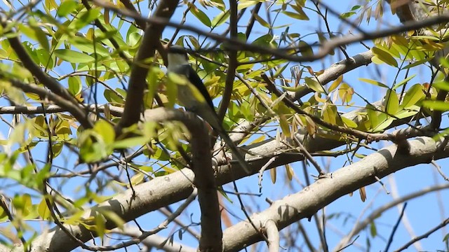 Brown-rumped Minivet - ML433111061