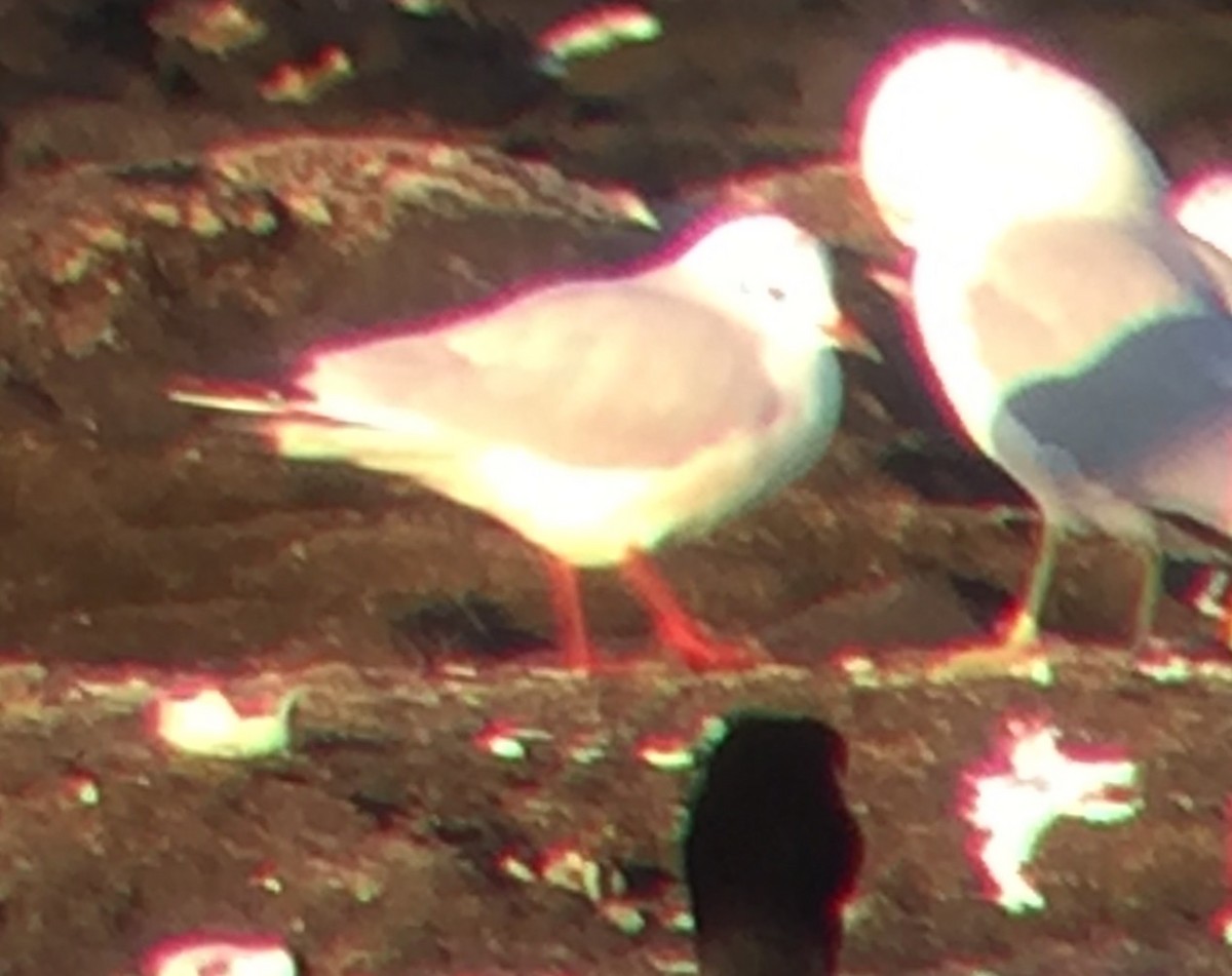 Хүрэн толгойт цахлай - ML43311181