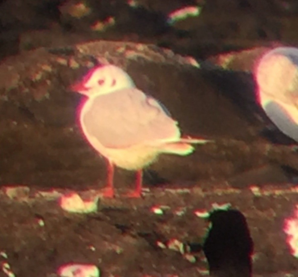 Хүрэн толгойт цахлай - ML43311211