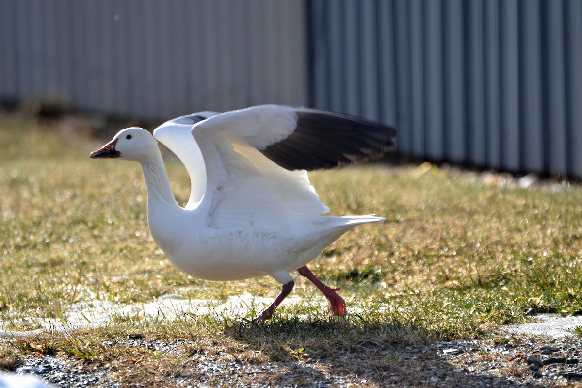 Snow Goose - Michael J Good