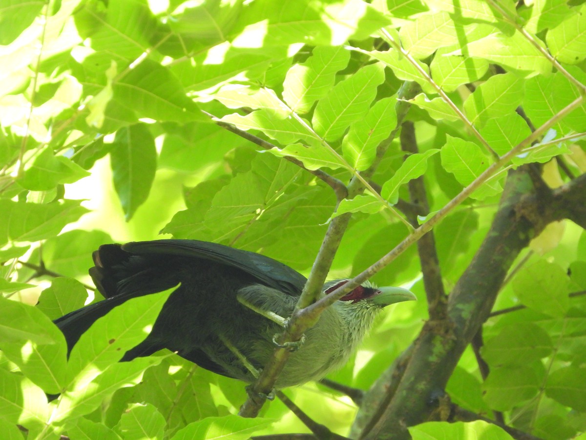 Green-billed Malkoha - ML433112461