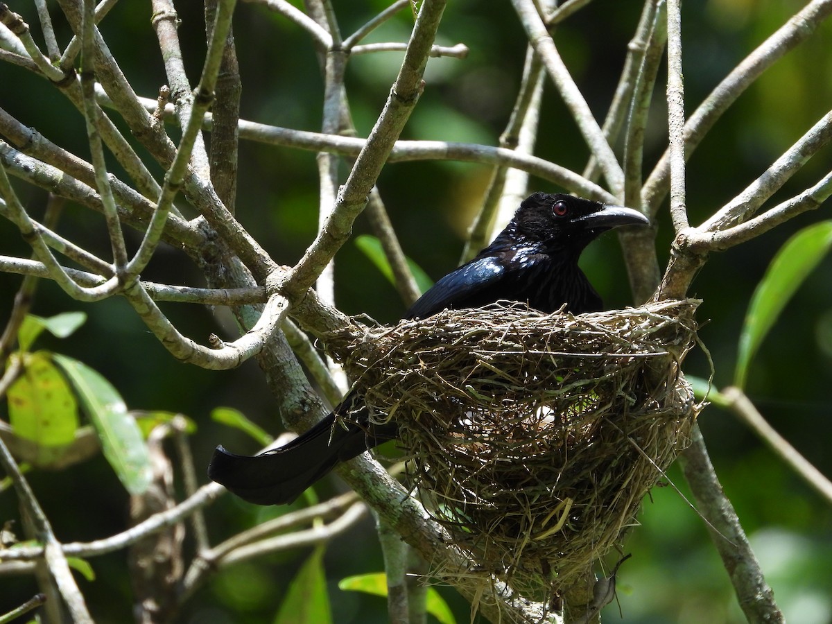 Hair-crested Drongo - ML433112641