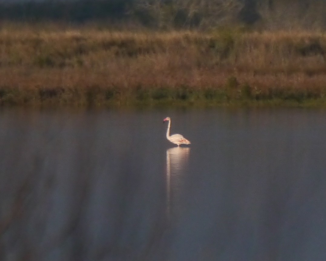 Greater Flamingo - ML43311281