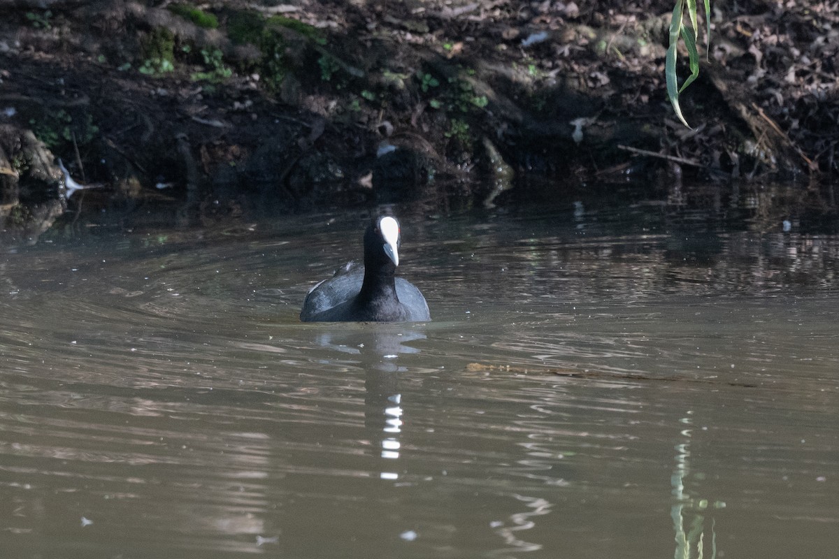 Eurasian Coot - ML433113761