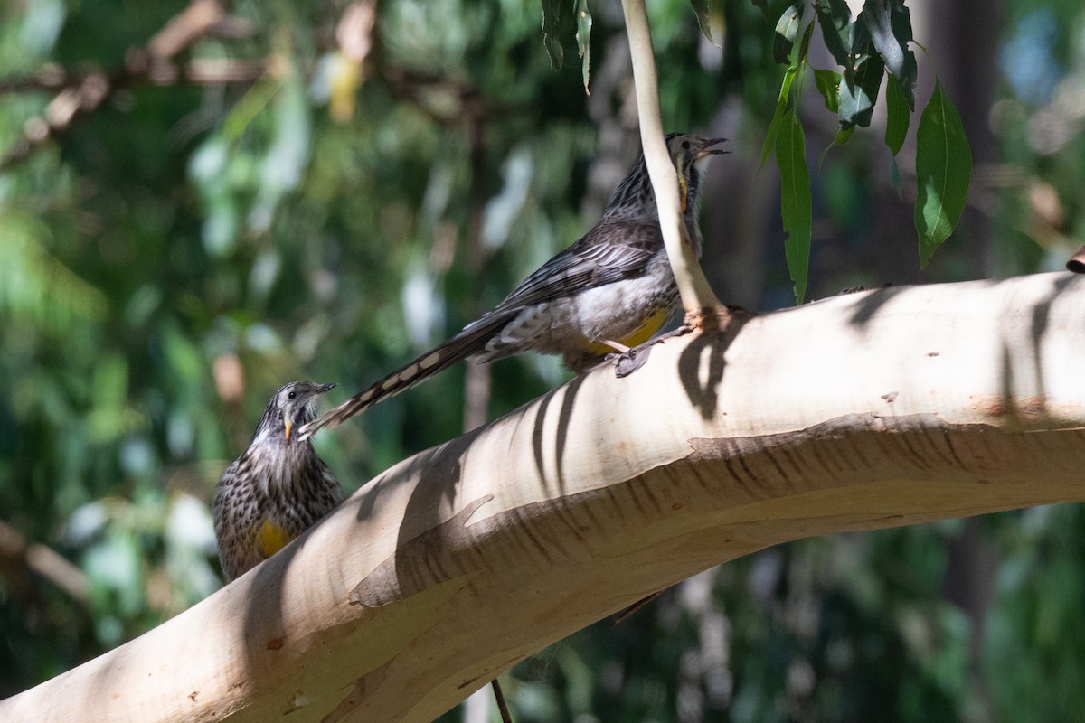 Yellow Wattlebird - ML433113871