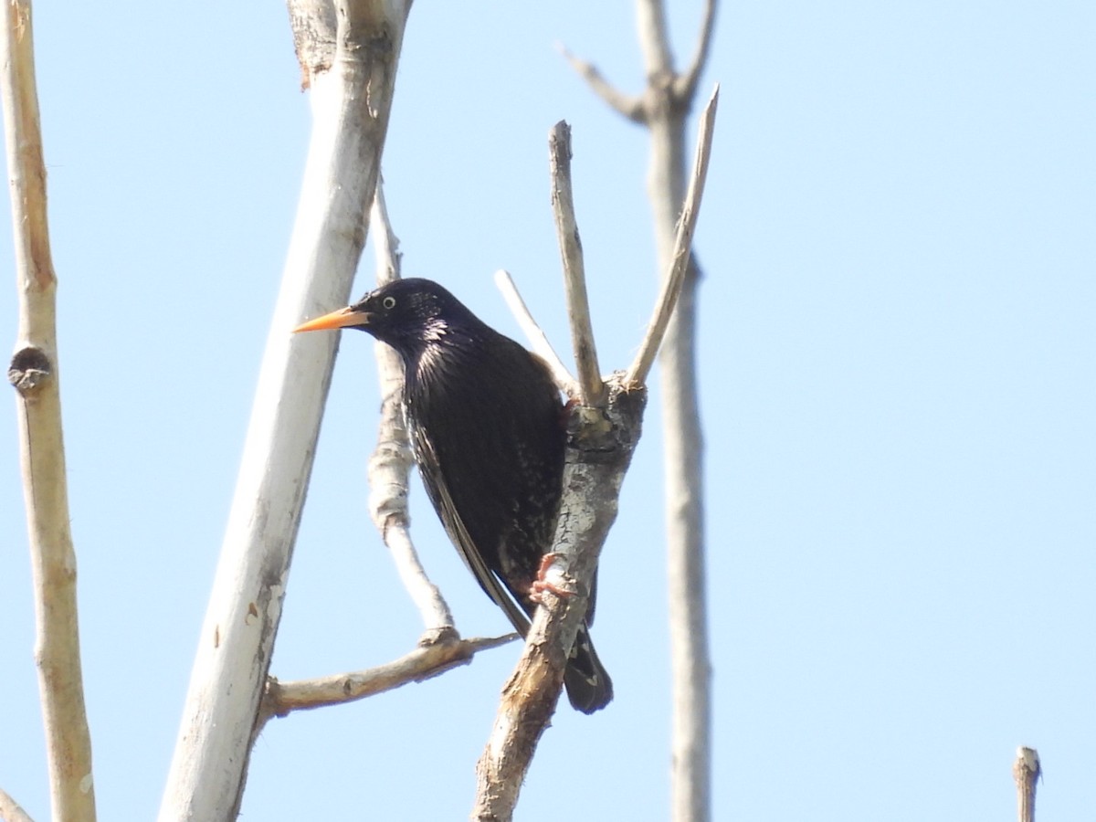 European Starling - ML433114091