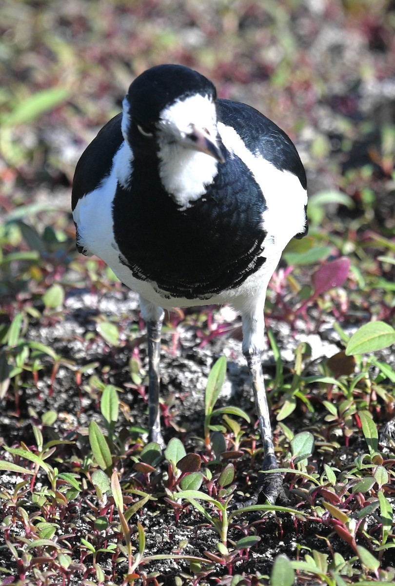 Magpie-lark - ML433114221