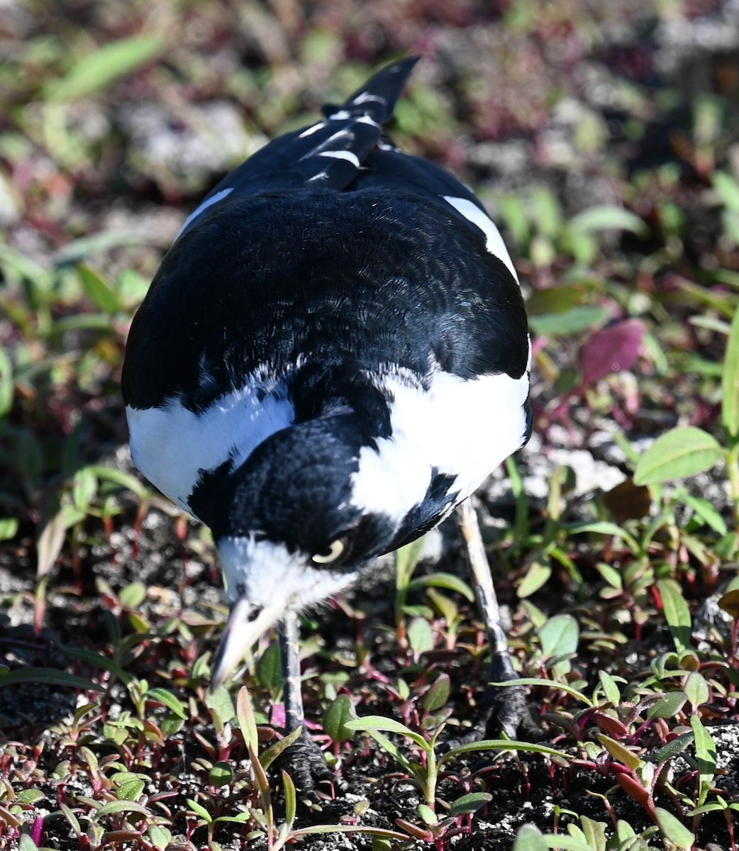 Magpie-lark - ML433114231