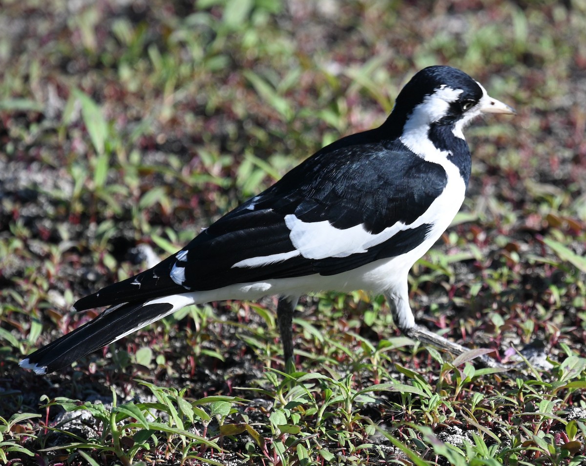 Magpie-lark - ML433114261