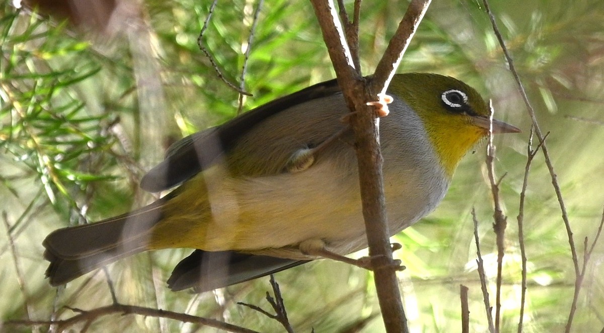 Zostérops à dos gris - ML433114811