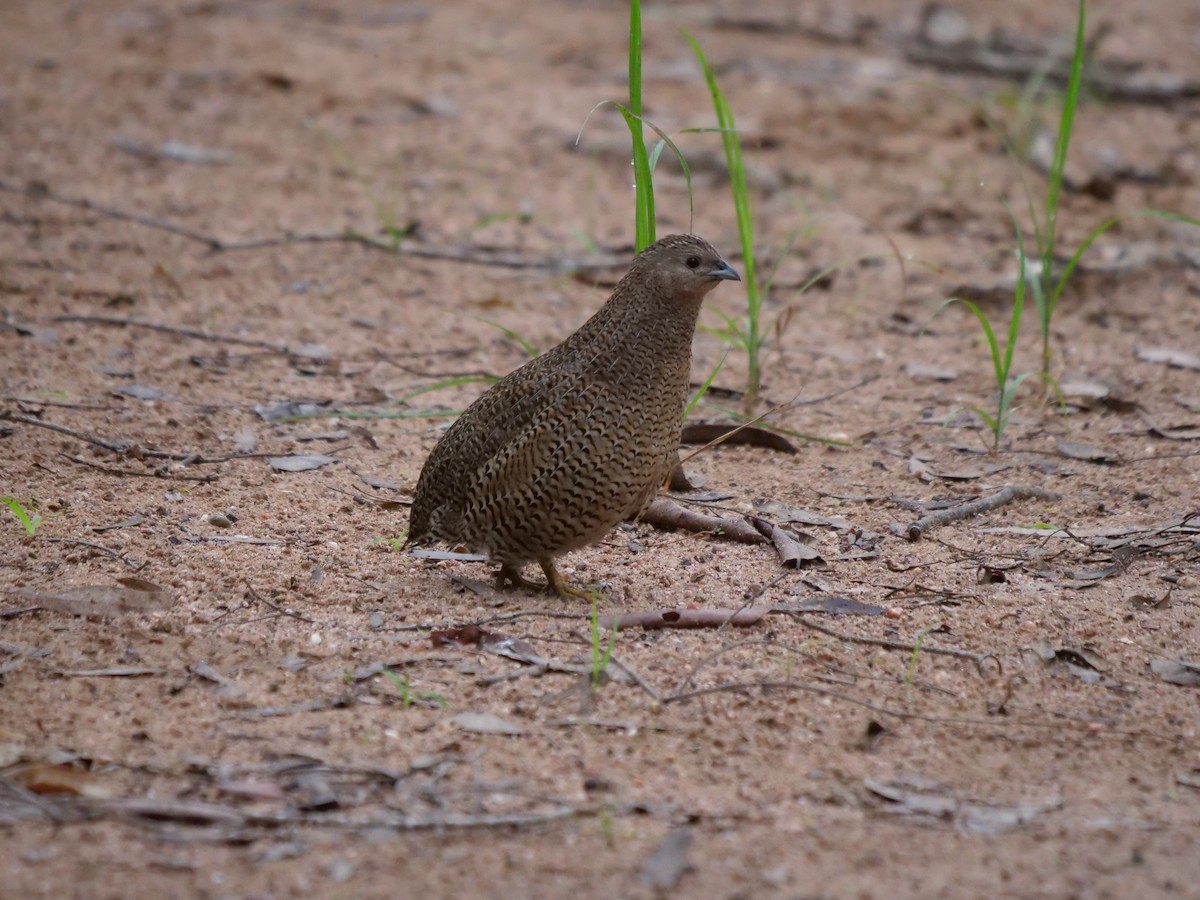 Brown Quail - ML433116011