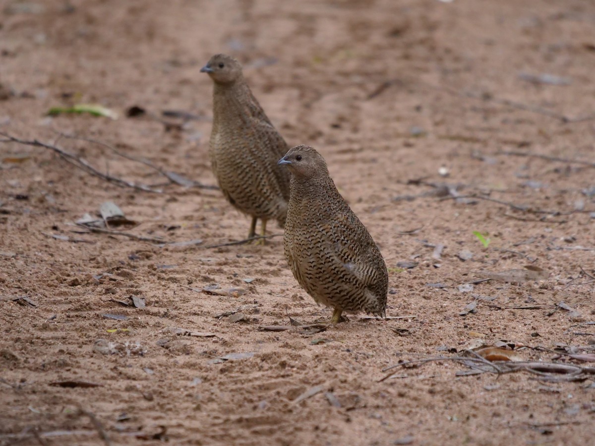 Brown Quail - ML433116061