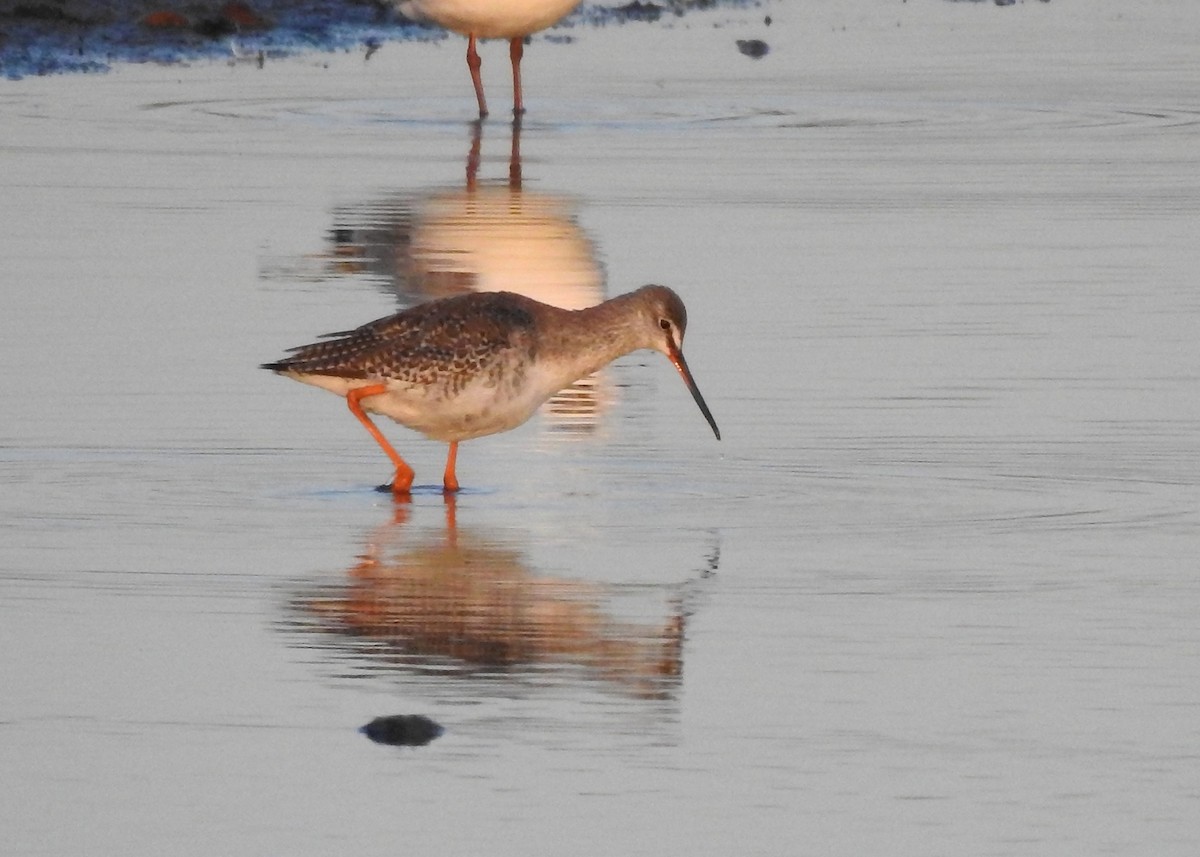 Spotted Redshank - Mark Smiles