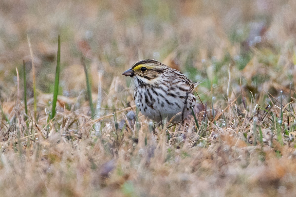 Savannah Sparrow - ML433117261