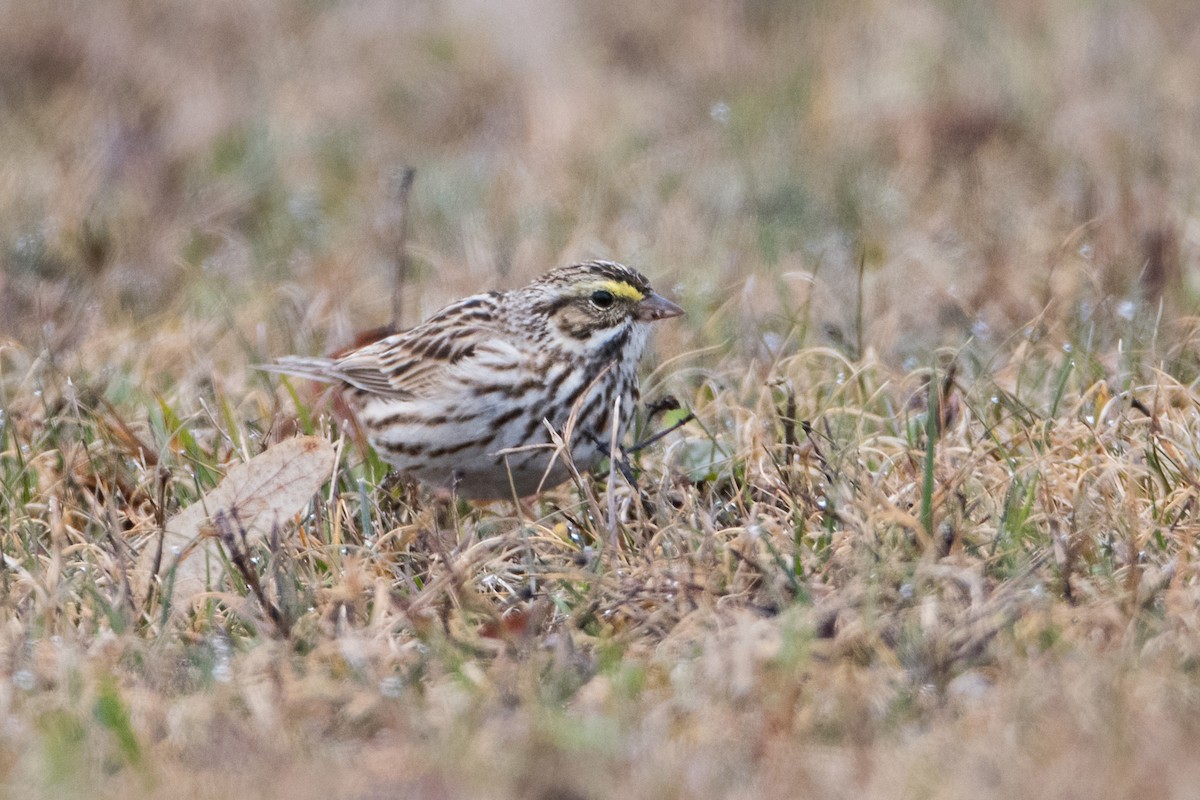 Savannah Sparrow - Sue Barth