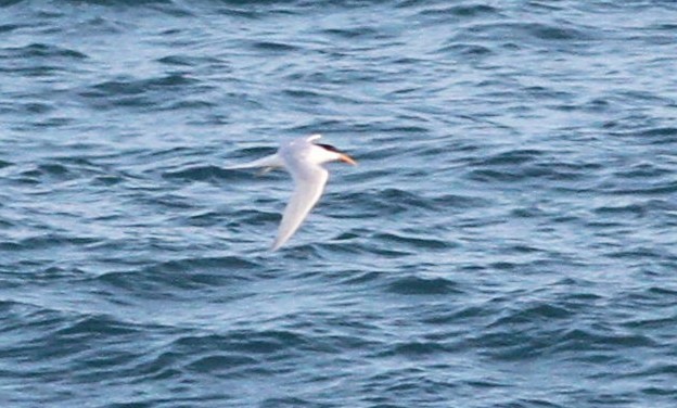 Elegant Tern - ML433119031