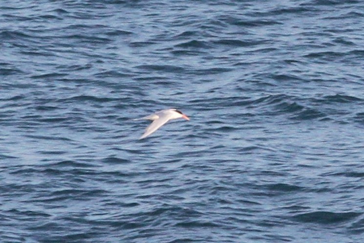 Elegant Tern - ML433119041