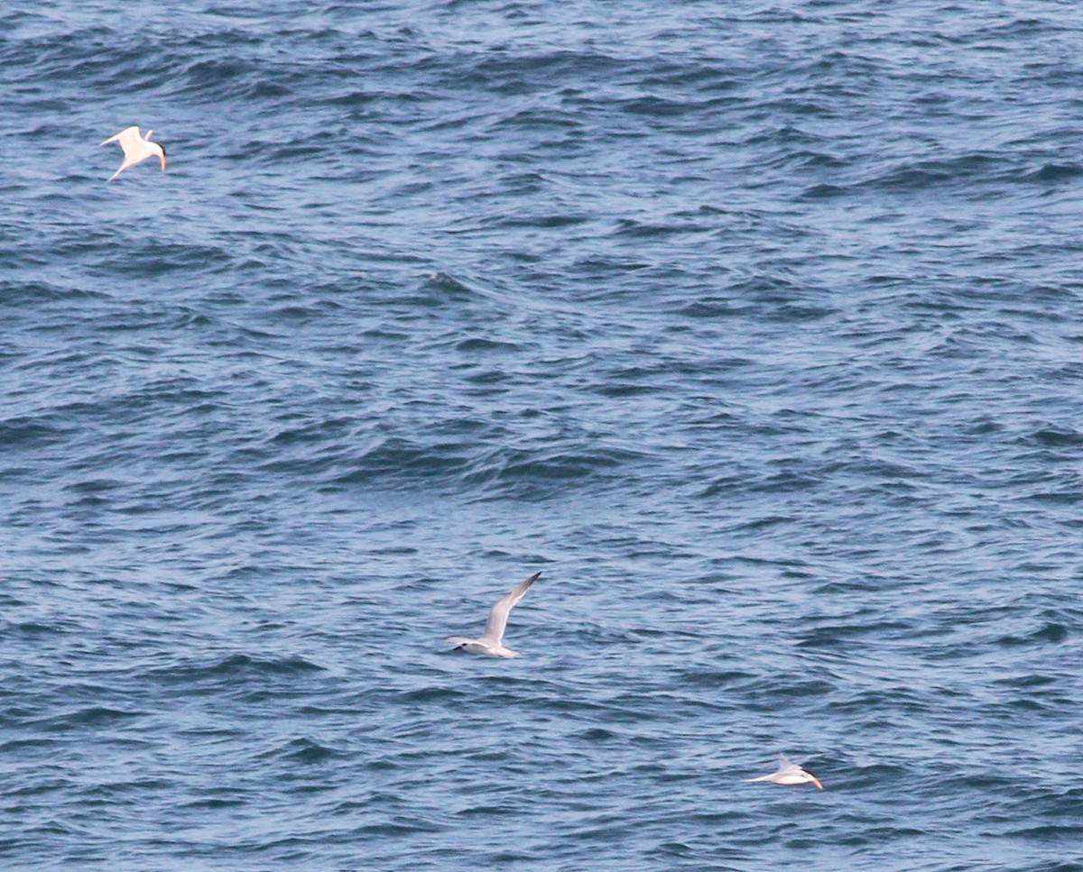Elegant Tern - ML433119051