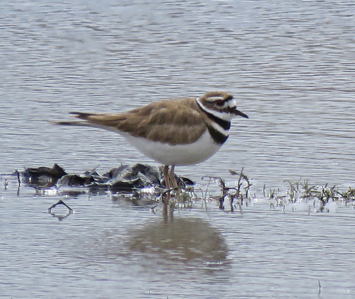 Killdeer - ML433119991