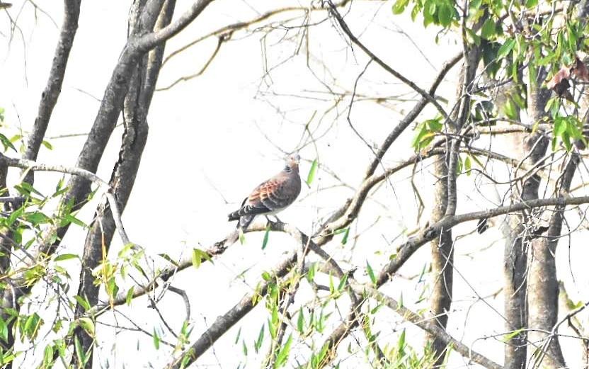 Oriental Turtle-Dove - ML433120091