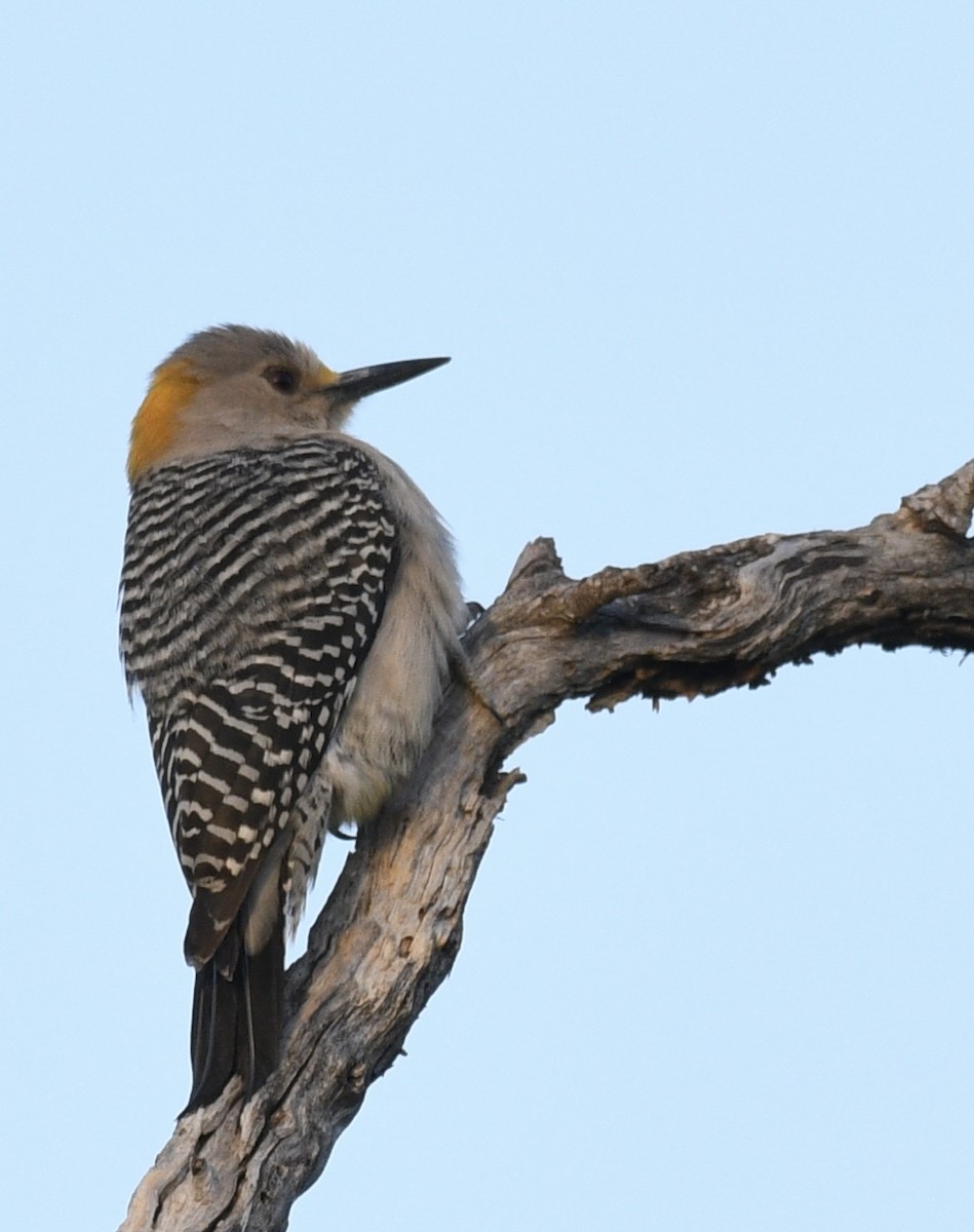 Golden-fronted Woodpecker - Josh Bruening