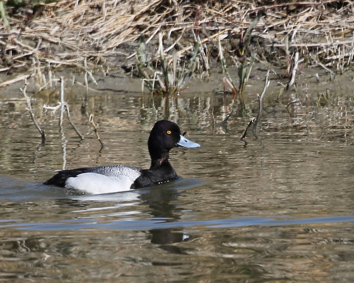 Lesser Scaup - Cate Hopkinson