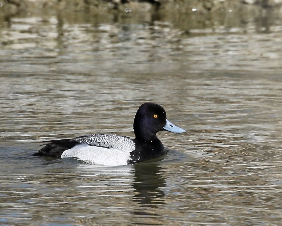 Lesser Scaup - ML433122991