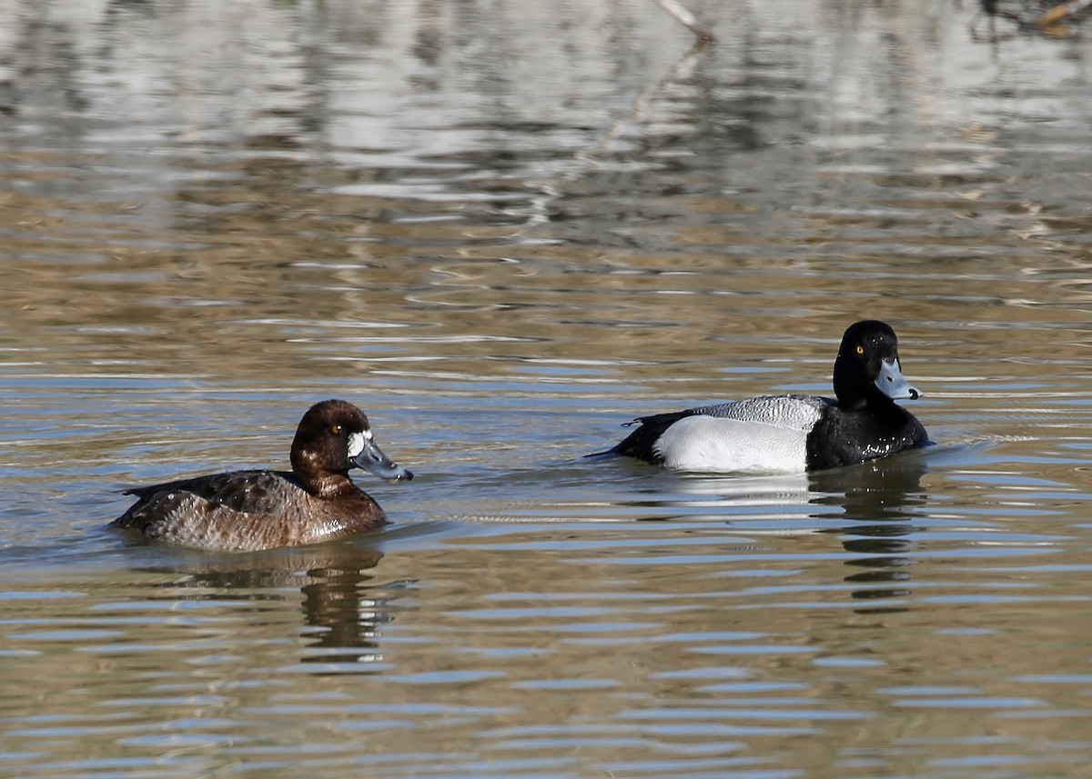 Lesser Scaup - ML433123031