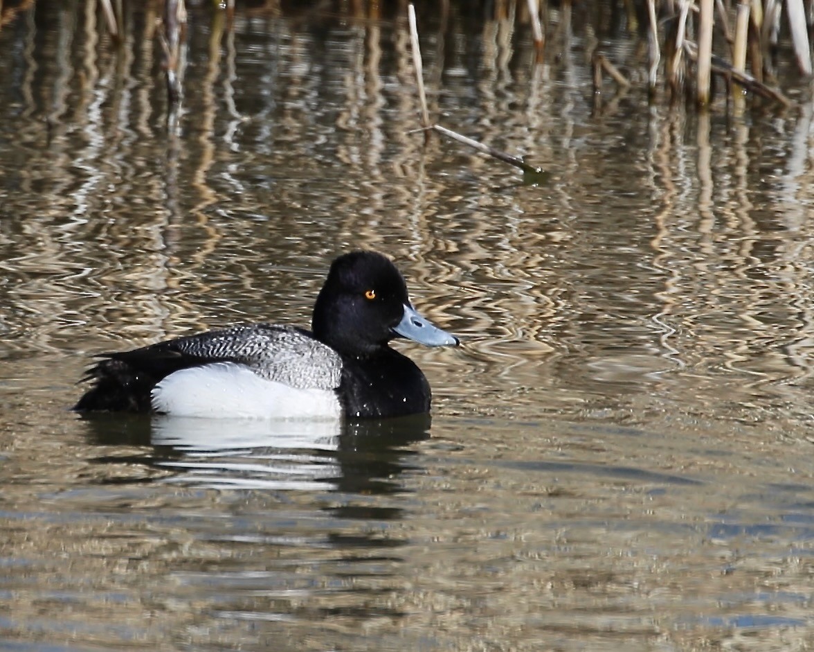 Lesser Scaup - ML433123051