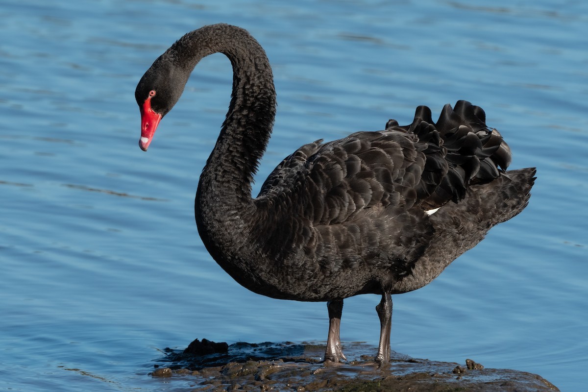 Black Swan - Helen Cunningham