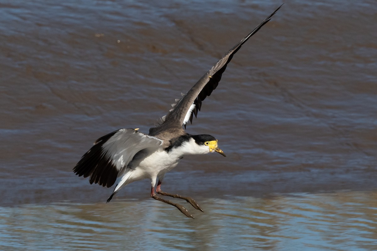 Masked Lapwing - Helen Cunningham