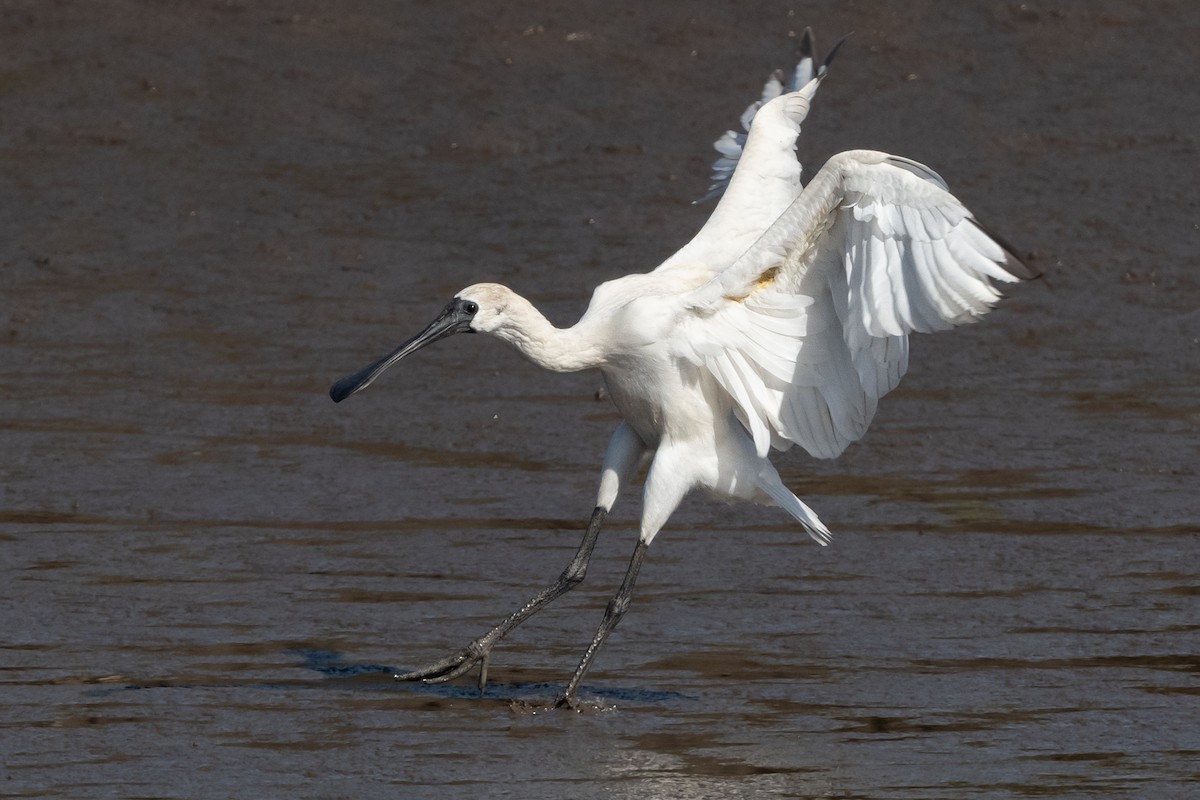 Royal Spoonbill - Helen Cunningham