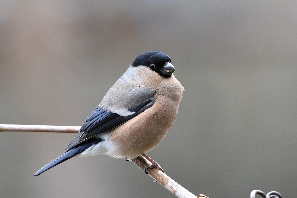 Eurasian Bullfinch - ML433126751